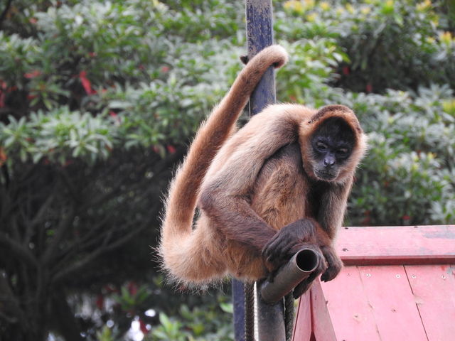 ��������_�l�I�p�[�N�I�L�i��