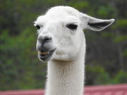 ˂̂ۂ͂ۂ̃lIp[NILi̓eʐ^3