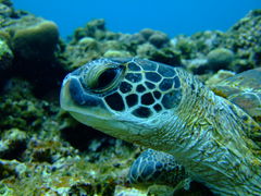 ܂߂DIVE LIFE OKINAWAւ̓eʐ^1