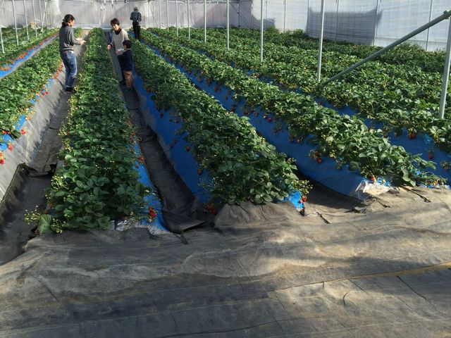 �n�E�X���̗l�q_�܂邹���_��