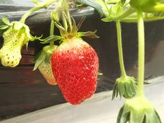 񂳂̔_ƒ뉀ւ̓eʐ^1