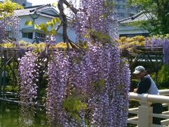 亀戸天神の藤の写真一覧 - じゃらんnet