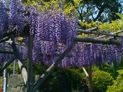 Happy̋T˓V_̓̓eʐ^1