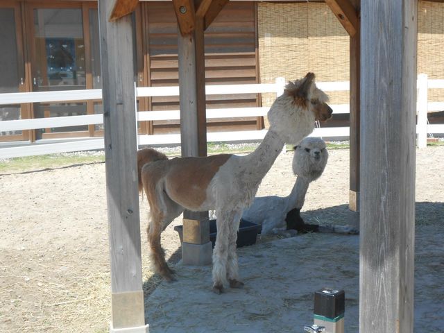 �A���p�J_�����Ƃ҂��H��