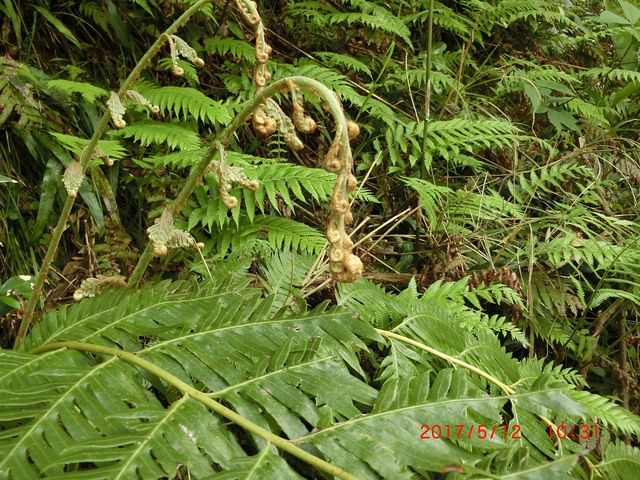 �ςȁu�[���}�C�v_�����w�S