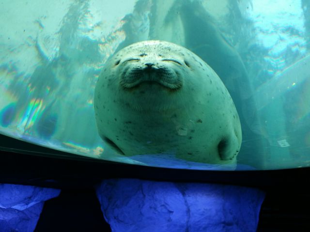 �Ί�ɂ�������Ȃ�_�C�V��