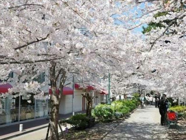 春は桜_花のみち