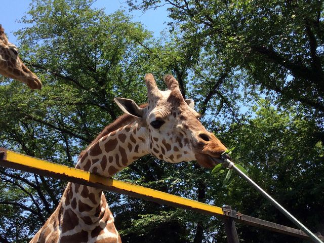 �L������1��100�~�Ŗ_�̐�ɕt�����؂̐V���������_�q�m�g���g��ZOO(�H���s��������)