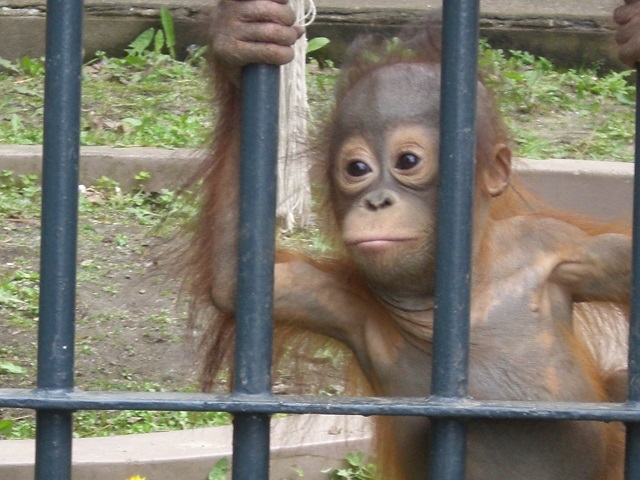 �I���E�[�^���̐Ԃ����_���R������