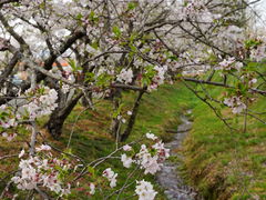 カメチャンさんの徳島大学生物資源産業学部農場横の桜への投稿写真1
