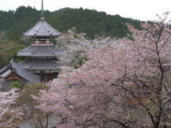 OSHIZȖ{R@Rւ̓eʐ^1