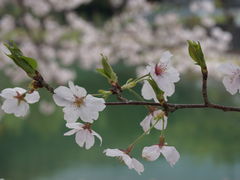 カメチャンさんの前山公園の桜への投稿写真1
