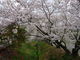 カメチャンさんの徳島大学生物資源産業学部農場横の桜への投稿写真3