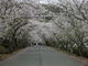 カメチャンさんの徳島大学生物資源産業学部農場横の桜への投稿写真2