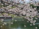 カメチャンさんの前山公園の桜への投稿写真4