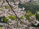 カメチャンさんの前山公園の桜への投稿写真2