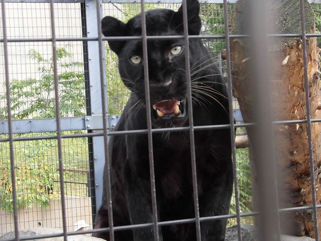 ����������ȂP_���R������