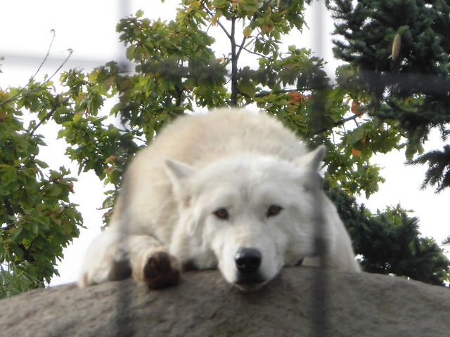 ����������ȂQ_���R������