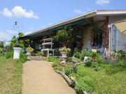 �݂����[����̉Ԃ̊ق̓��e�ʐ^1