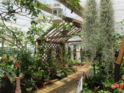 �݂����[����̉Ԃ̊ق̓��e�ʐ^2