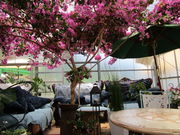 �݂����[����̉Ԃ̊ق̓��e�ʐ^3