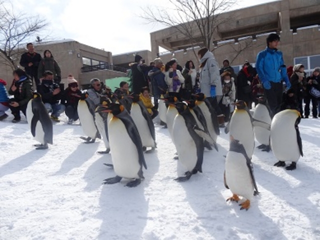 �y���M���̍s�i_���R������