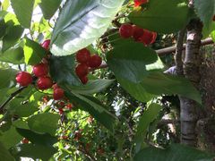 urufamilly̏_ւ̓eʐ^1