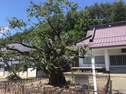 }Cann̉痳E痳R({c)̓eʐ^2