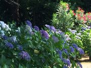 �Ђ��񂳂�̌������^���������̓��e�ʐ^3