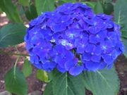 �Ђ��񂳂�̌������^���������̓��e�ʐ^4