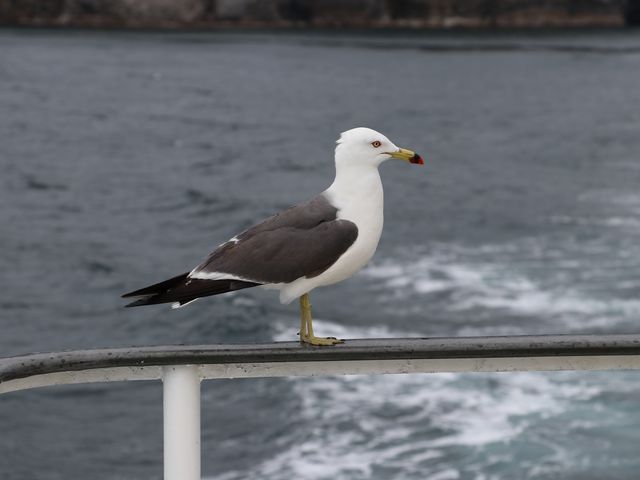 ߋŎBeł܂_{ÎsVD {Â݂˂