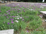 ��������񂳂�̈��g�򌴐X�ь����̃n�i�V���E�u�̓��e�ʐ^1