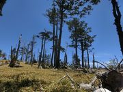 ܂܂ς񂾂̐؃̌т̓eʐ^1