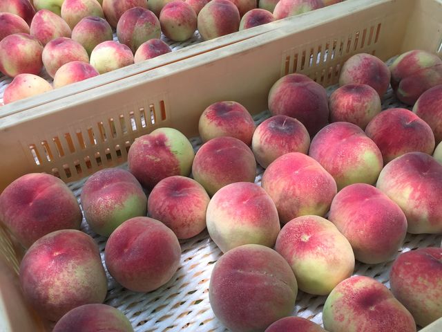 HוB
W[V[ŊÂAӂ܂BԖĂƂ낪CCłˁB__O[vnEX