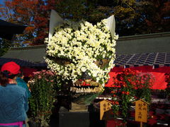 笠間稲荷の菊まつり 笠間稲荷神社の菊の口コミ じゃらんnet