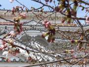 �ڂ肳��̕��R������̍��̓��e�ʐ^2