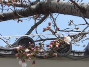 �ڂ肳��̕��R������̍��̓��e�ʐ^3