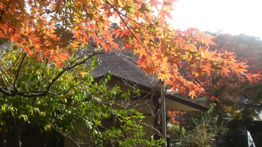 鎌倉ひとり旅 秋におすすめのスポット19選 紅葉も 定番から穴場まで じゃらんニュース