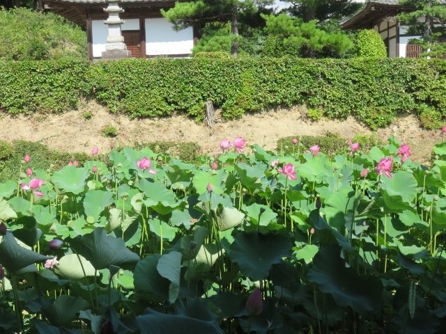 ��_������