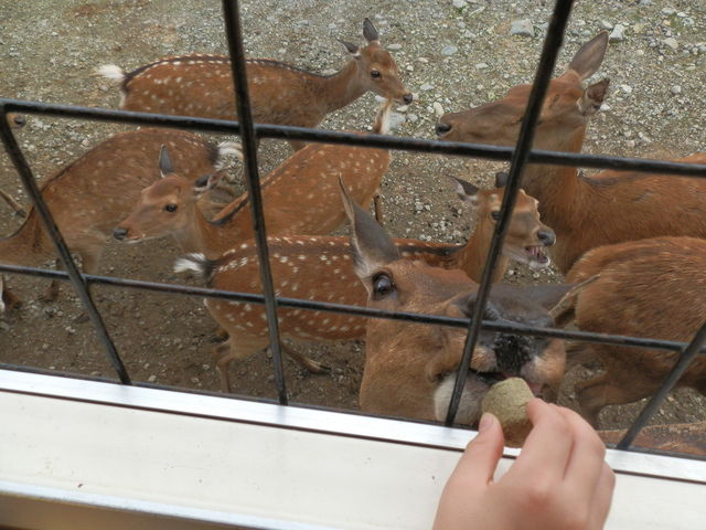 �����ł����ɂ͓͂��B�G�T�����ڂŁB_�ߐ{�T�t�@���p�[�N