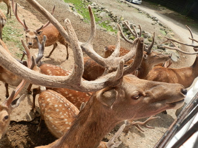 ���̂Ȃ�o�b�`���B_�ߐ{�T�t�@���p�[�N