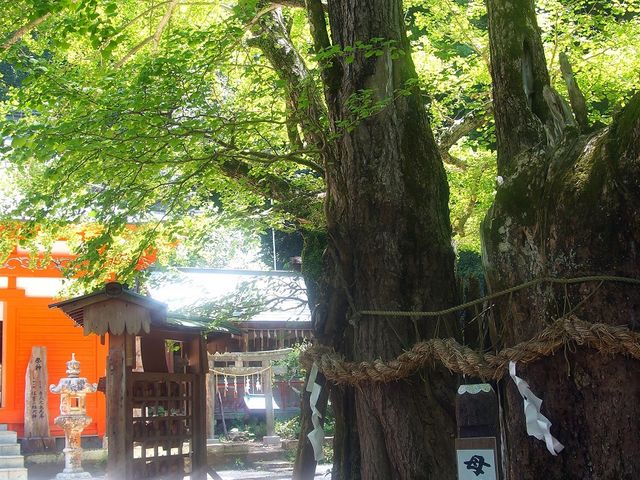 大きなイチョウ_伊那下神社