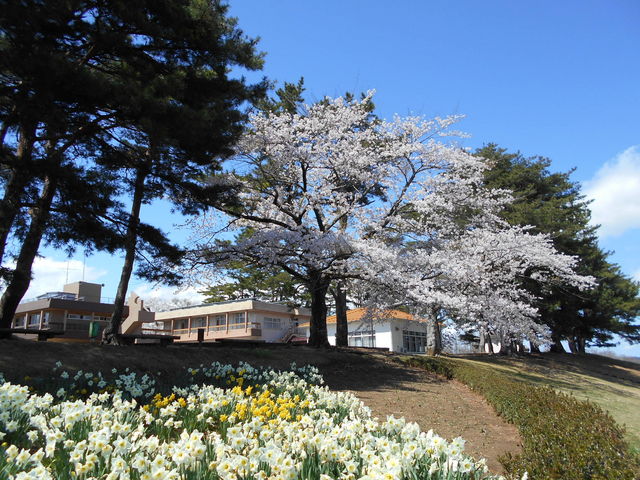 asuka̎ēcz̑̓eʐ^1