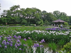 城北菖蒲園の口コミ一覧 じゃらんnet