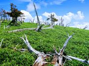 ҂ɂ̑Pi吙Jj̓eʐ^1