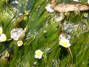 ǂ݂̓cÑoCJi~ԑj̓eʐ^1