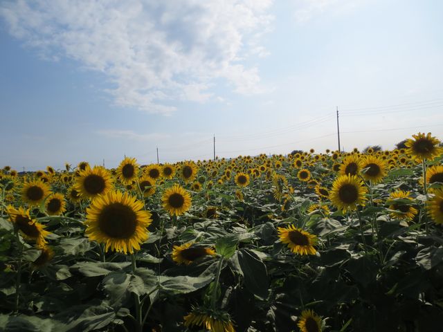 7�`8���@�Ђ܂��_���̉w �}���x�C�t�@�[��