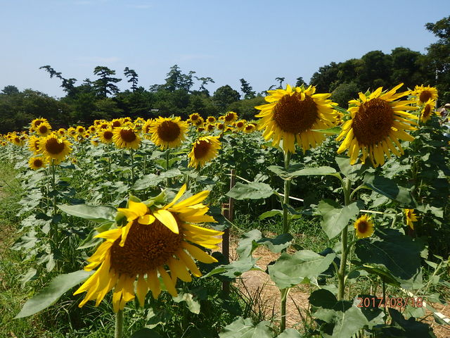 Ђ܂蔨_@i啪L㍂csj