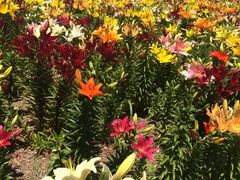 �Ȃ܂悳��̑��܂����܃V�[�T�C�h�p�[�N�ւ̓��e�ʐ^1