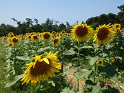 bunasugi̒@i啪L㍂csj̓eʐ^2